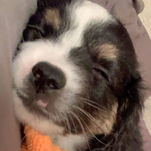 Meet your Posher, Lana